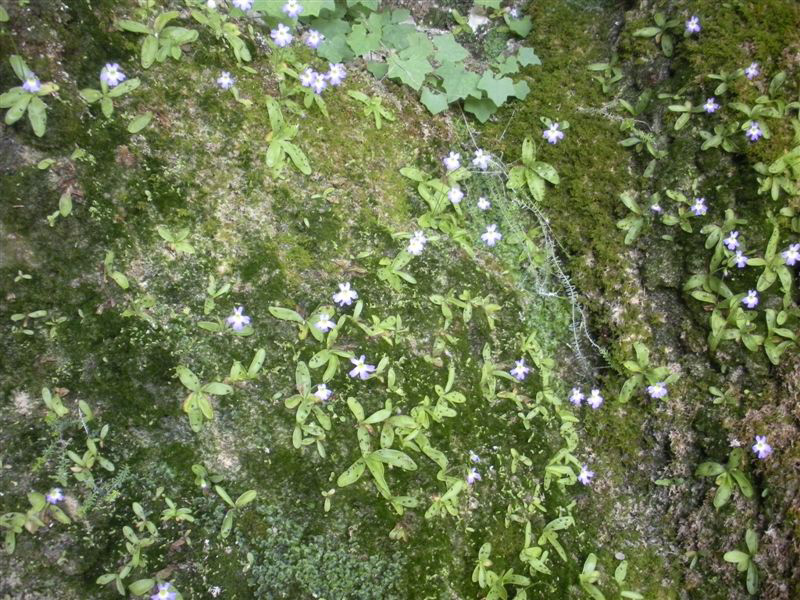 Pinguicula hirtiflora Ten. / Pinguicola a fiori irti